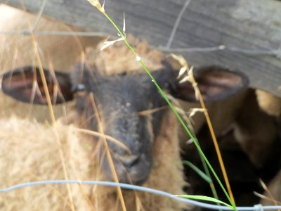 20150812Schalkenmehren4