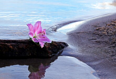 Bloom water sand