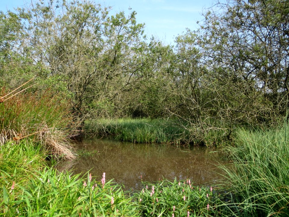 20150813Naturschutzgebiet_Muermes04