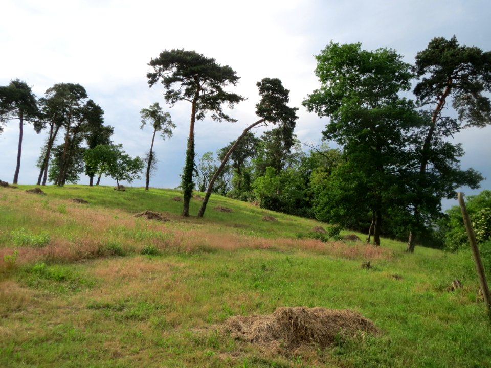 20160603Friedenshoehe