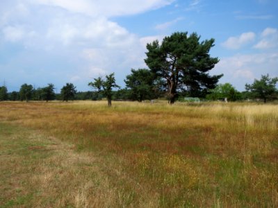 20150627Gewann_Frankreich-Wiesental1