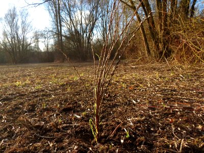 20160129St_Arnualer_Wiesen10