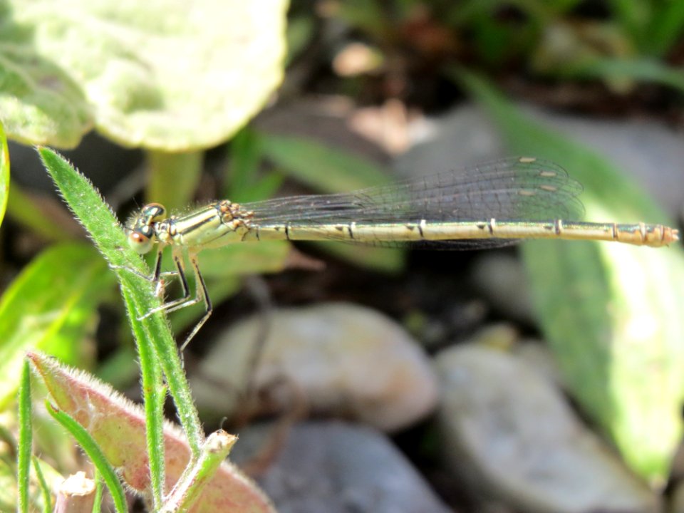 20150625Libelle2