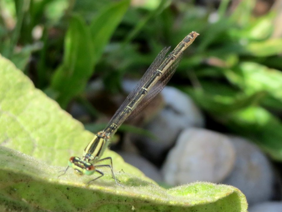 20150625Libelle1
