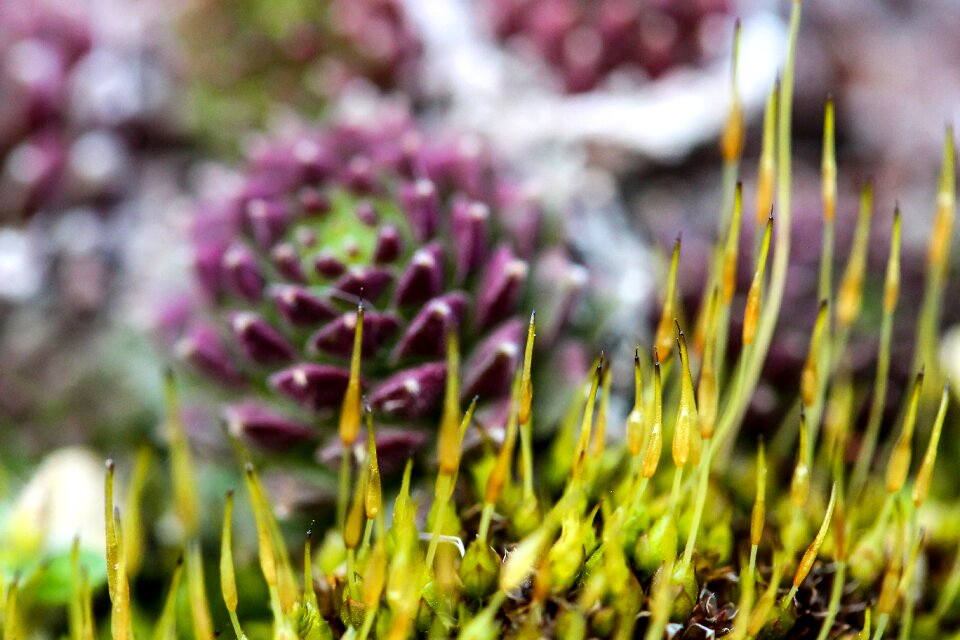 Stonecrop plant nature