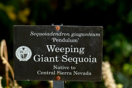 2016.10.12.110750_Sign_Weeping_Sequoia_Seattle_University_Seattle_Washington_USA