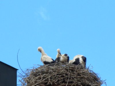 20150623Storchennest_Hockenheim2