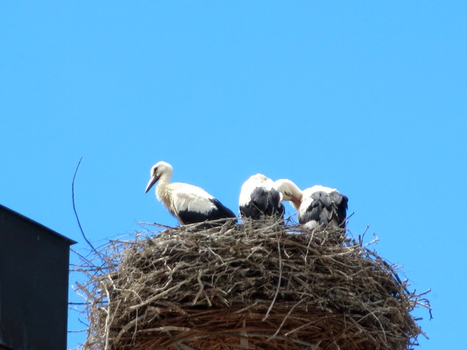 20150623Storchennest_Hockenheim4
