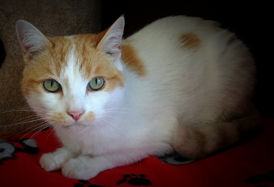 Feline domestic mammal