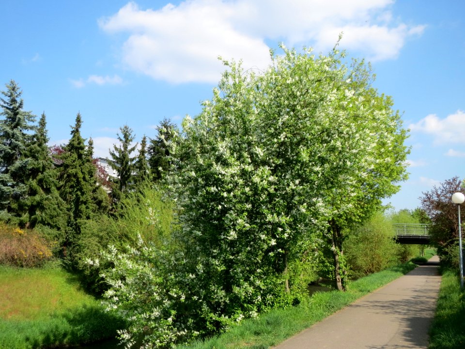 20150423Prunus_padus1