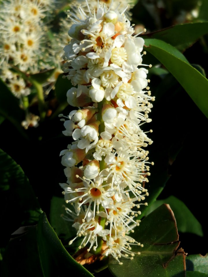 20150423Prunus_laurocerasus2