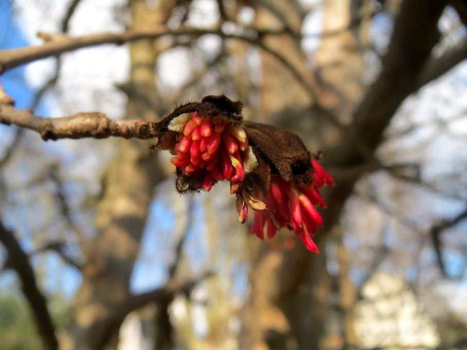 20160219Parrotia_persica