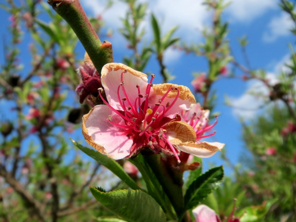20150423Prunus_dulcis2