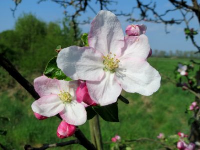 20150423Malus_domestica9