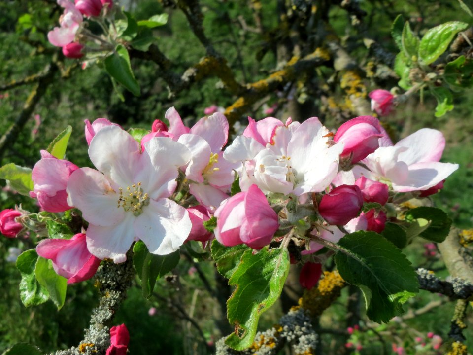20150423Malus_domestica8