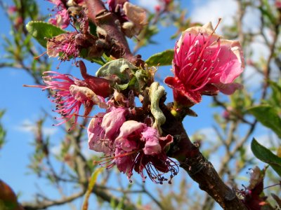 20150423Prunus_dulcis4