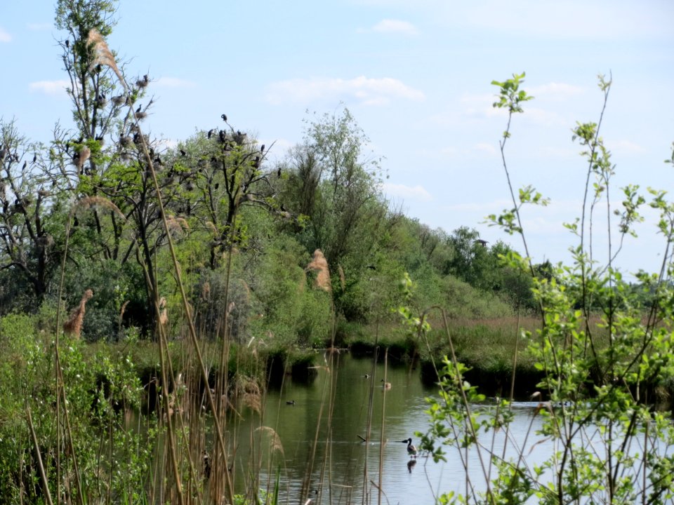 20150510Wagbachniederung1