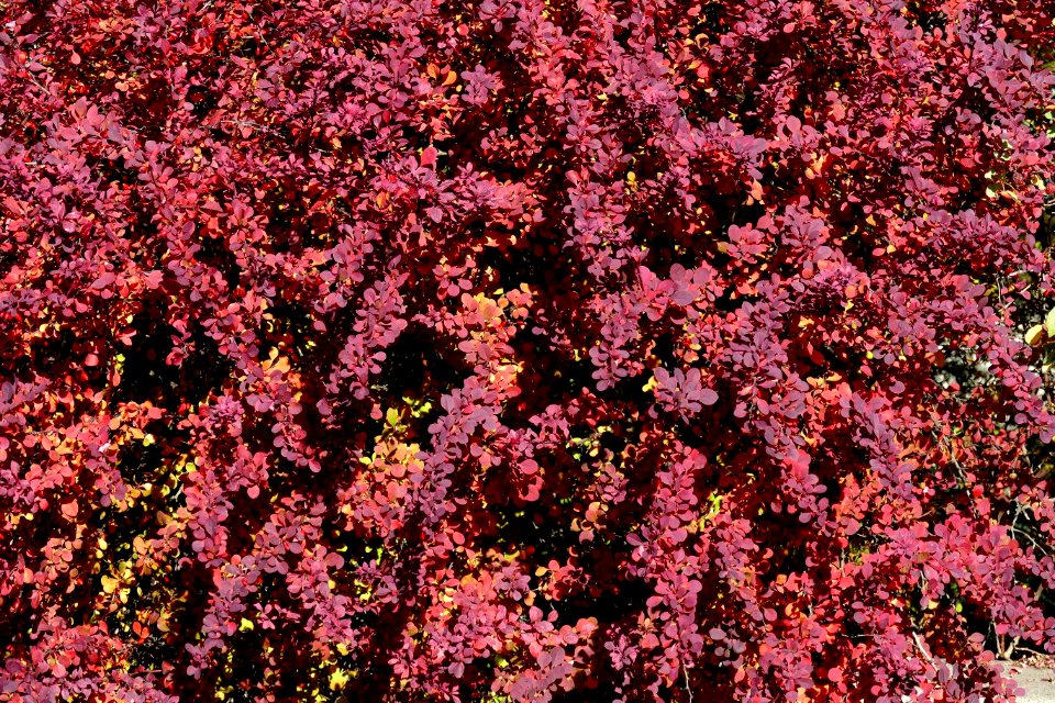 2016.10.12.105857_Autumn_foliage_Seattle_University_Seattle_Washington_USA