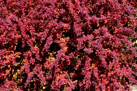 2016.10.12.105857_Autumn_foliage_Seattle_University_Seattle_Washington_USA