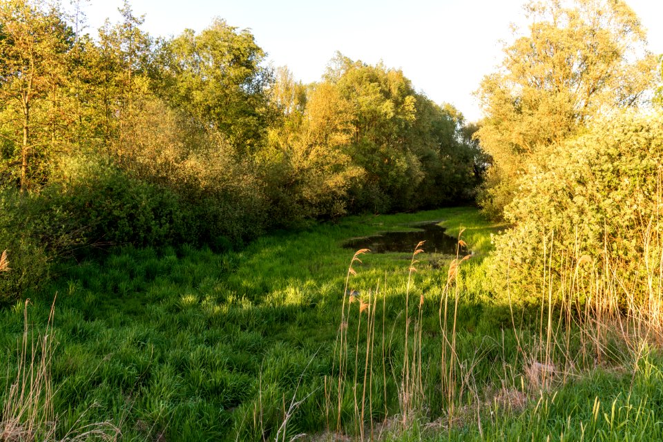 20150510_Hönower_Weiherkette_-_Froschweiher_by_sebaso_IMG_4114