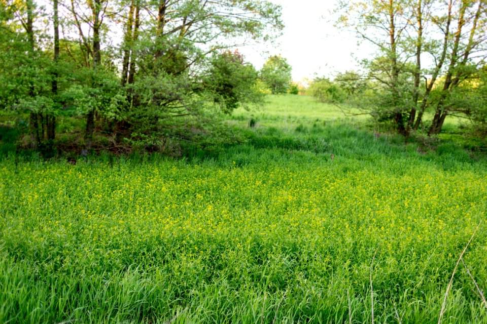 20150510_Hönower_Weiherkette_-_Krautweiher_by_sebaso_IMG_4143