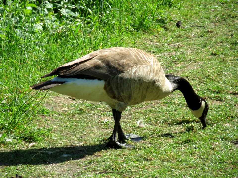 20150510Branta_canadensis2