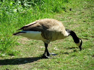 20150510Branta_canadensis2