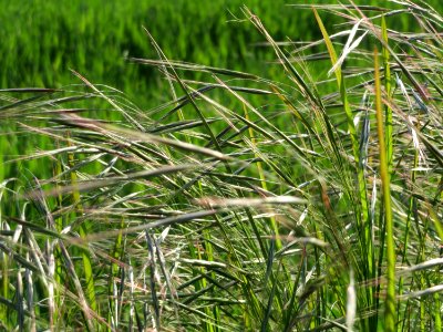 20150423Bromus_sterilis3
