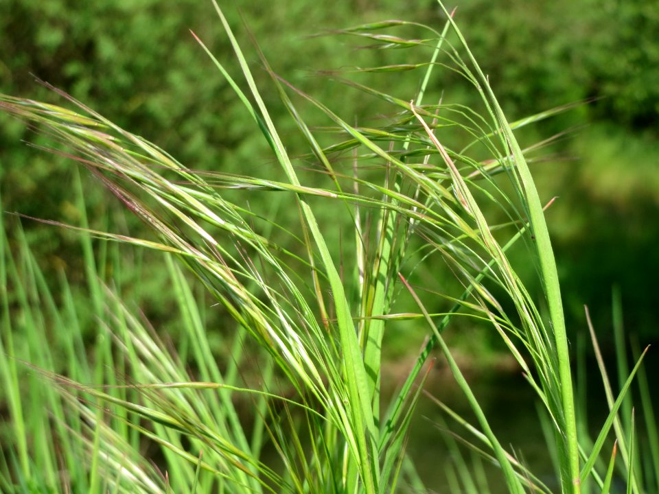20150423Bromus_sterilis2