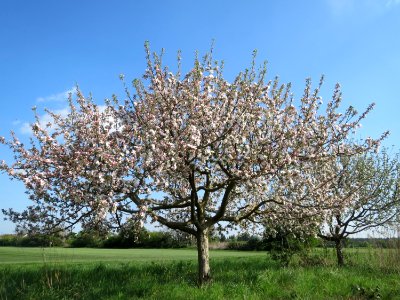 20150423Malus_domestica5