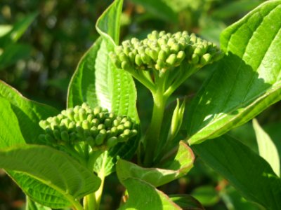 20150423Cornus_alba1