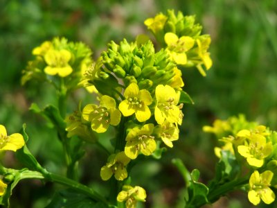 20150423Barbarea_vulgaris4