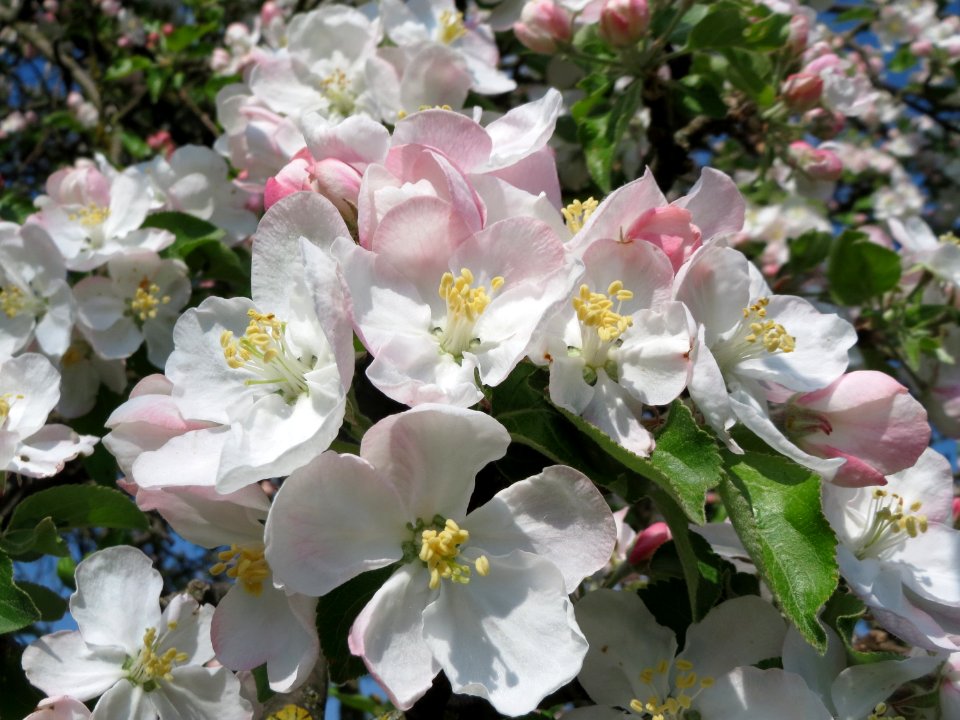 20150423Malus_domestica3