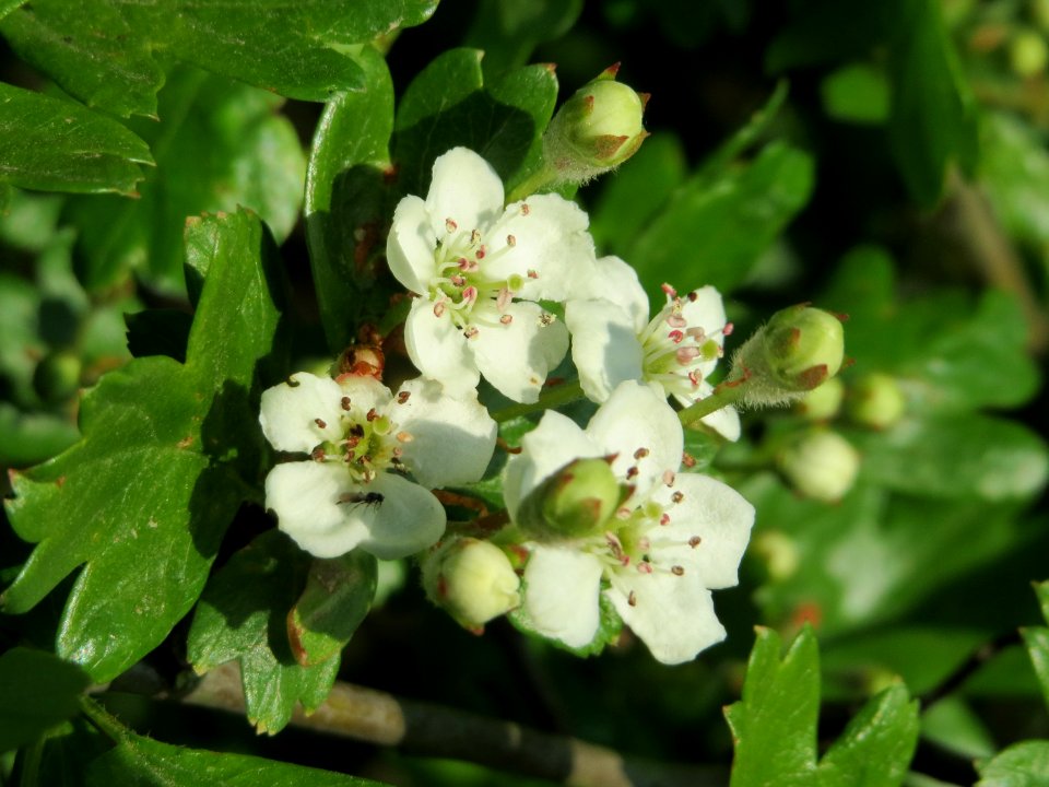 20150423Crataegus_monogyna4