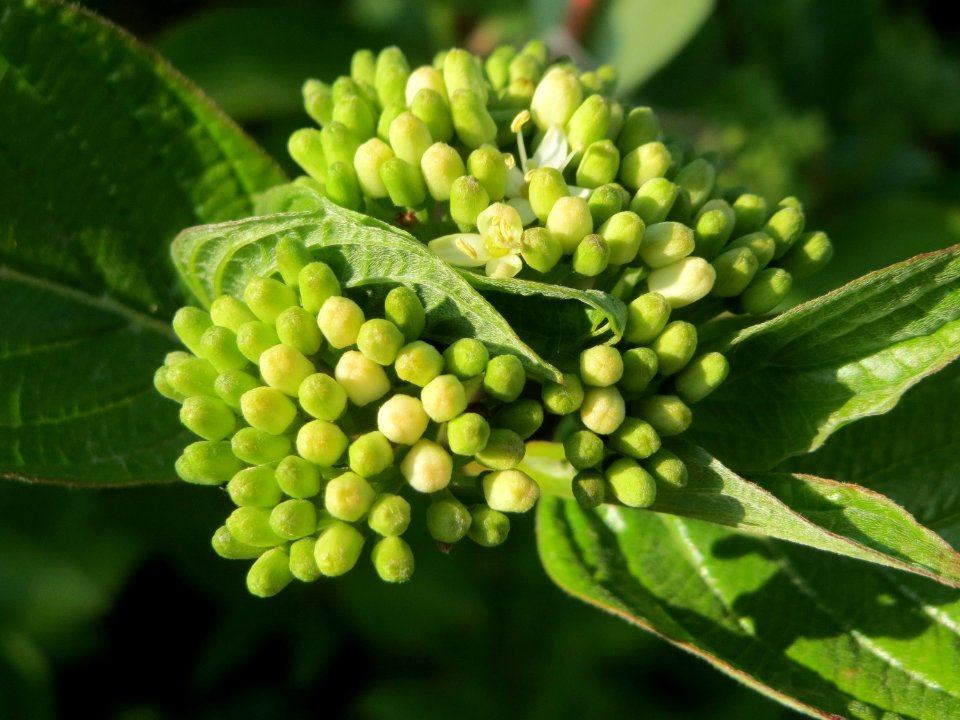 20150423Cornus_alba3