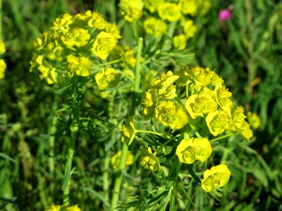 20150423Euphorbia_cyparissias3