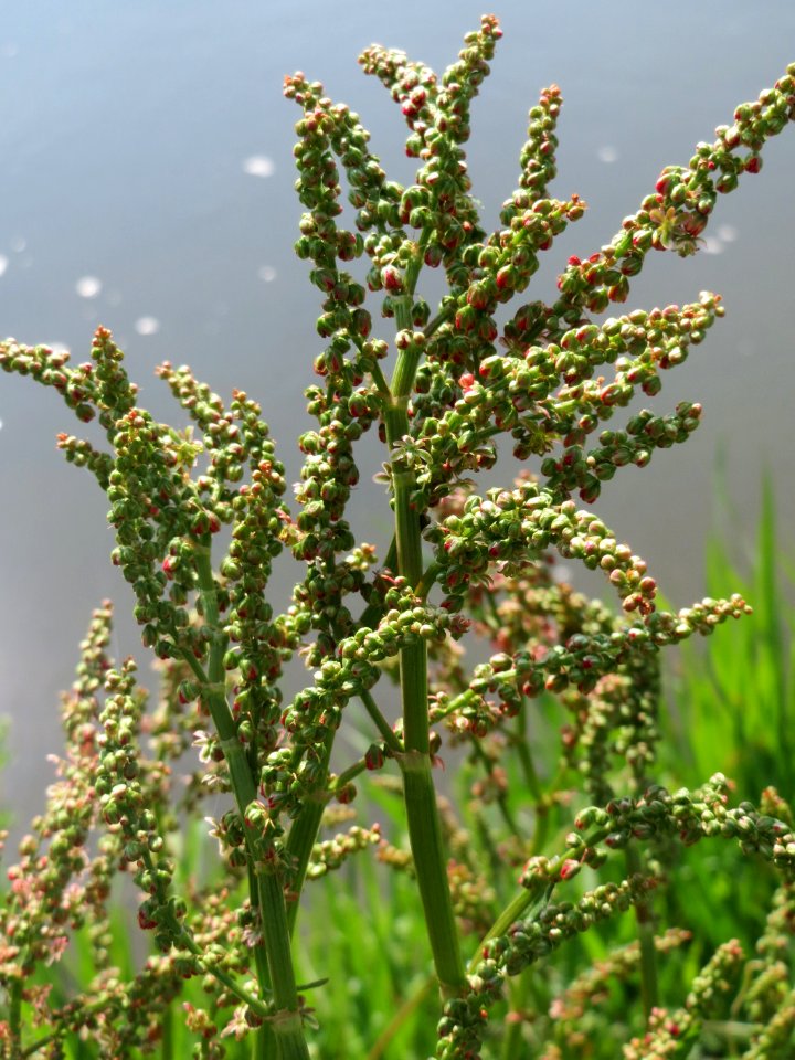 20150423Rumex_acetosa2