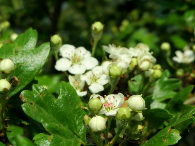 20150423Crataegus_monogyna3