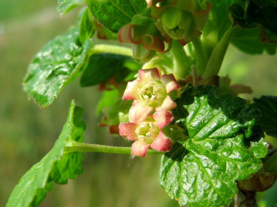 20150423Ribes_uva-crispa2