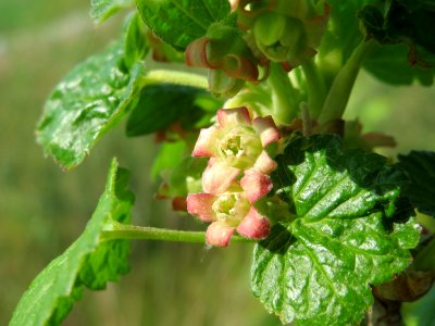 20150423Ribes_uva-crispa2
