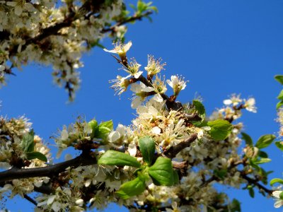 20150423Prunus_spinosa3