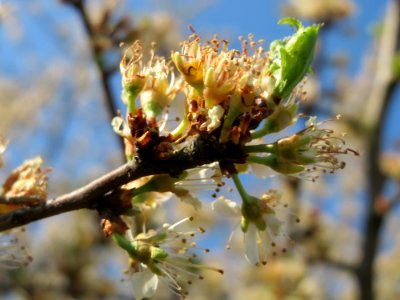 20150423Prunus_spinosa2