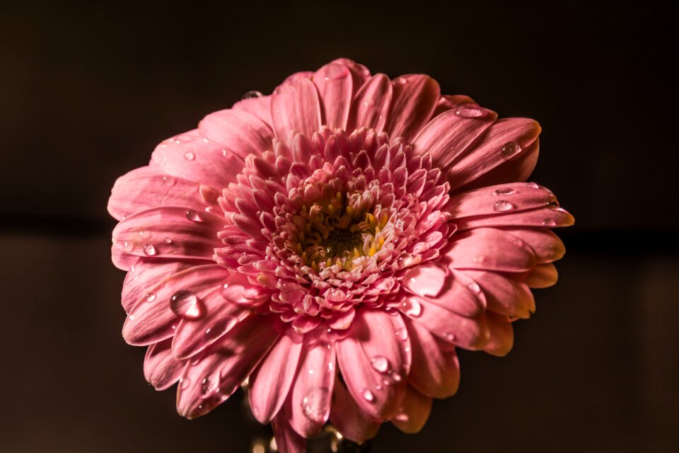 Drops pink flowers nature