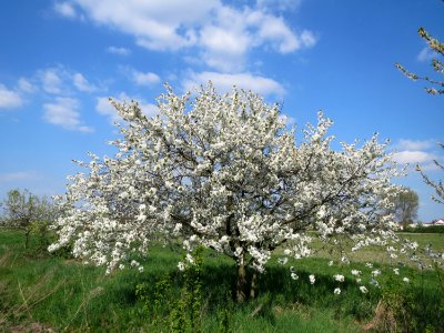 20150423Prunus_sect_Cerasus2