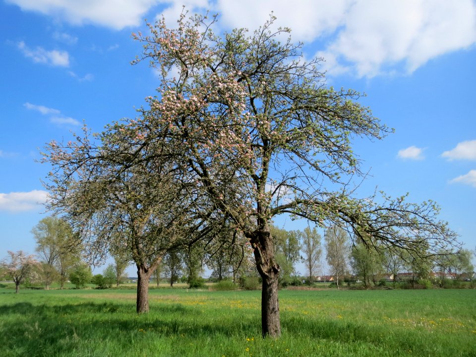 20150423Malus_domestica4