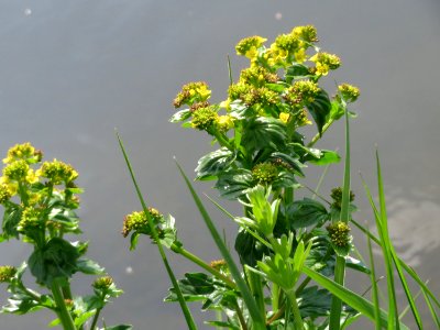 20150423Barbarea_vulgaris2