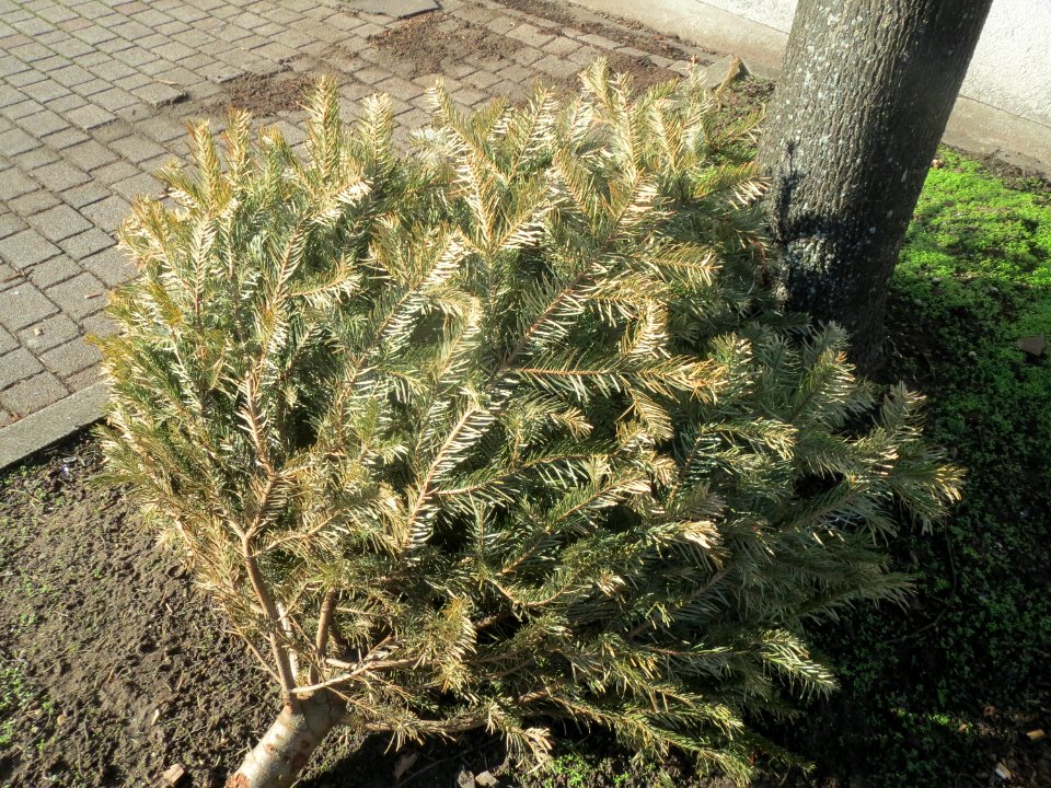 20160125Weihnachtsbaum_Hockenheim