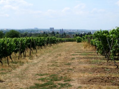 20150722Wein_Kostheim6