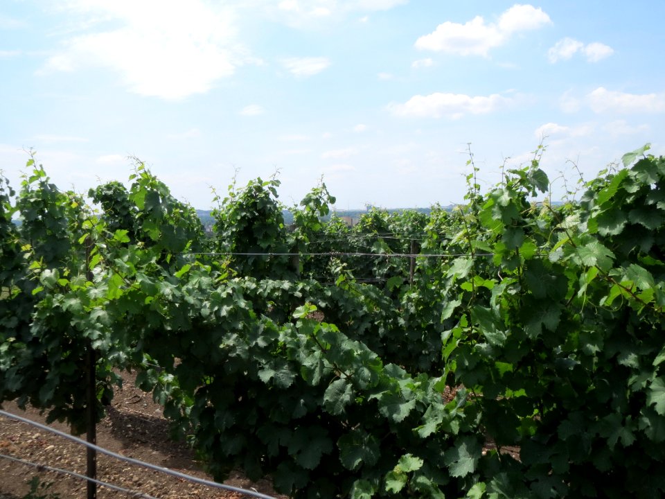 20150722Wein_Kostheim2