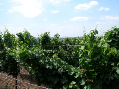 20150722Wein_Kostheim2